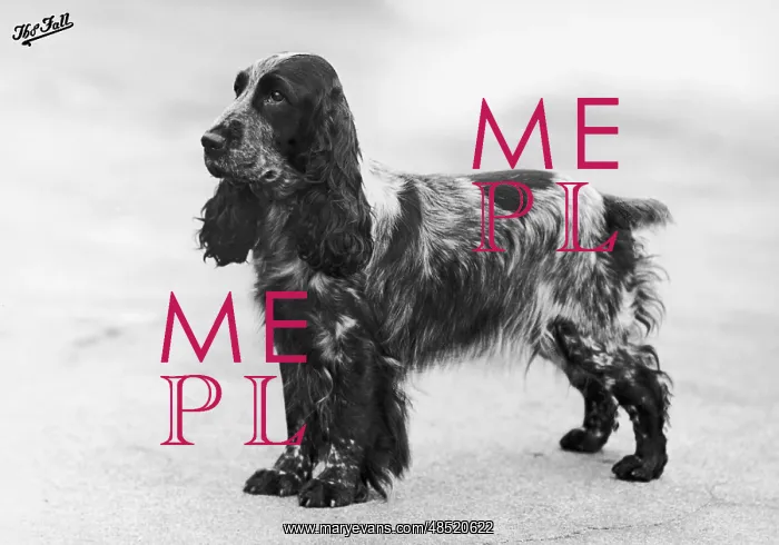 : FALL / CRUFTS WINNER / 1948 : FALL / CRUFTS WINNER / 1948