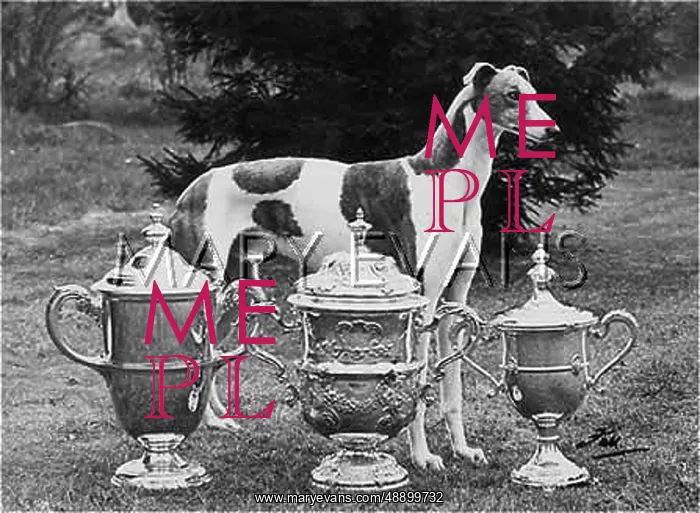 : FALL / CRUFTS WINNER / 1956 : FALL / CRUFTS WINNER / 1956