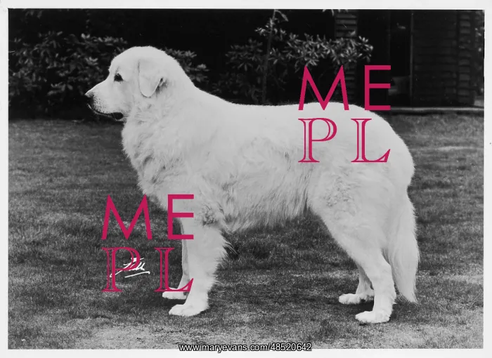 : FALL / CRUFTS WINNER / 1970 : FALL / CRUFTS WINNER / 1970