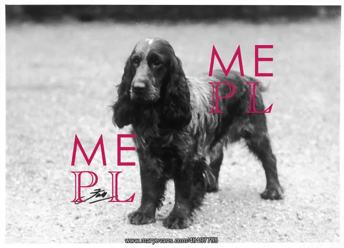 : FALL / CRUFTS WINNER / 30-31 : FALL / CRUFTS WINNER / 30-31