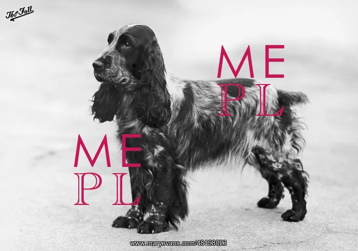 : FALL / CRUFTS WINNER / 48 / 50 : FALL / CRUFTS WINNER / 48 / 50
