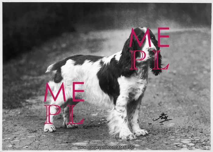 : FALL / CRUFTS WINNERS / 1938 : FALL / CRUFTS WINNERS / 1938
