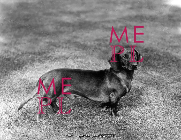  : FALL / DACHSHUND / 1907