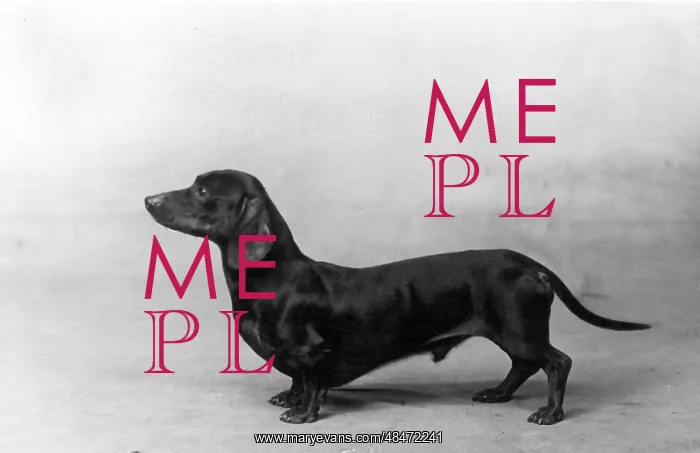  : FALL / DACHSHUND / 1934