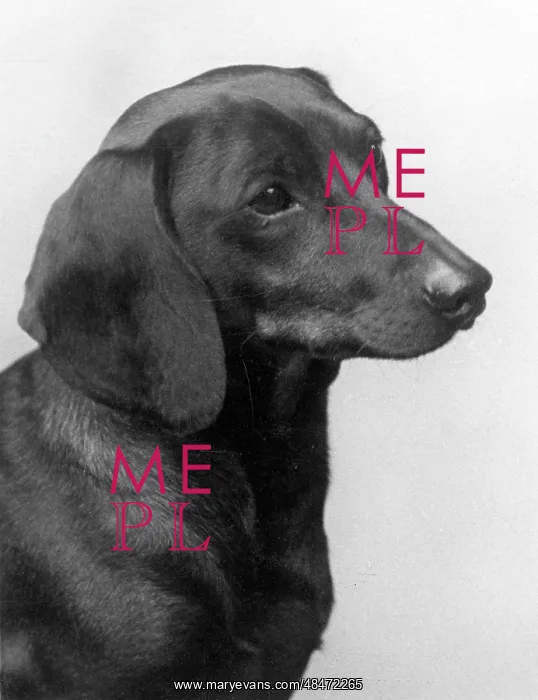  : FALL / DACHSHUND / 1935