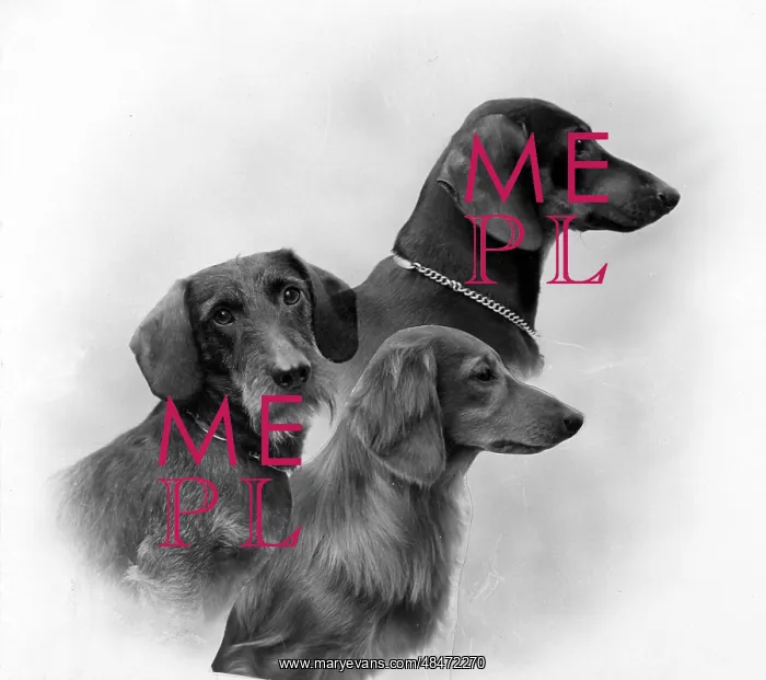 : FALL / DACHSHUND / 1946 : FALL / DACHSHUND / 1946