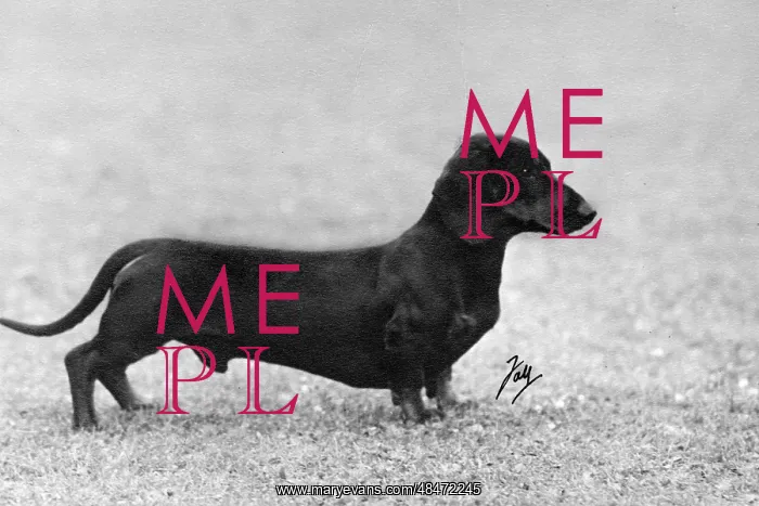  : FALL / DACHSHUND / 1948