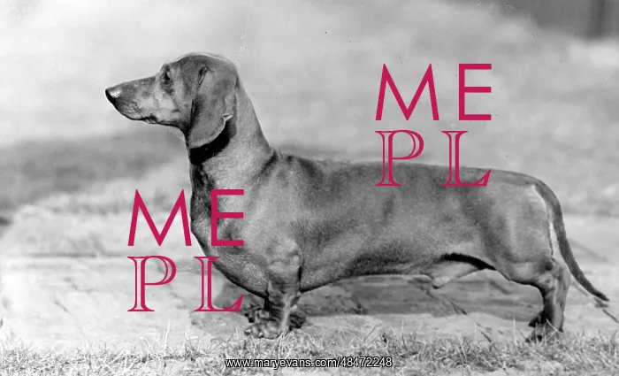  : FALL / DACHSHUND / 1952