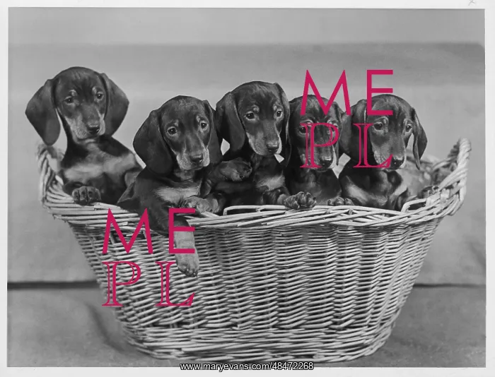  : FALL / DACHSHUND / 1954