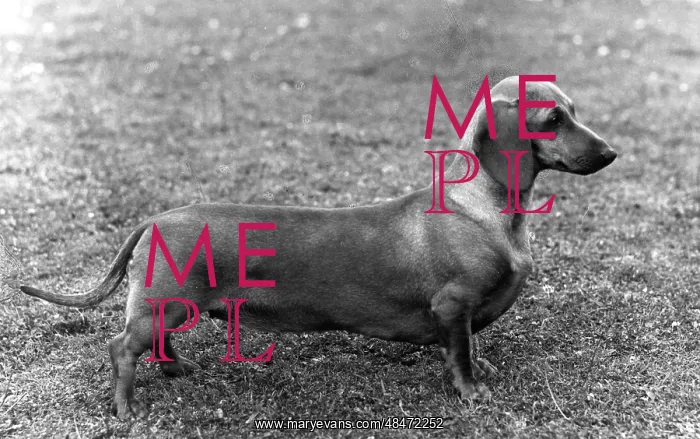  : FALL / DACHSHUND / 1964