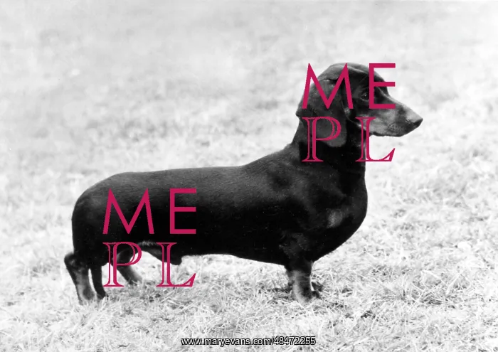  : FALL / DACHSHUND / 1975
