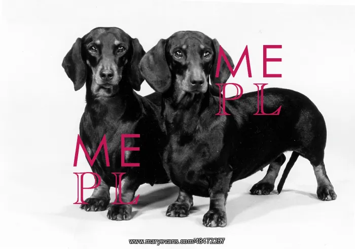 : FALL / DACHSHUND / 1980 : FALL / DACHSHUND / 1980