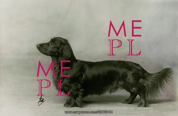  : FALL / DACHSHUND / LONG / 1935