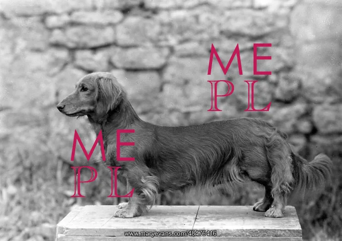 : FALL / DACHSHUND / LONG / 1943