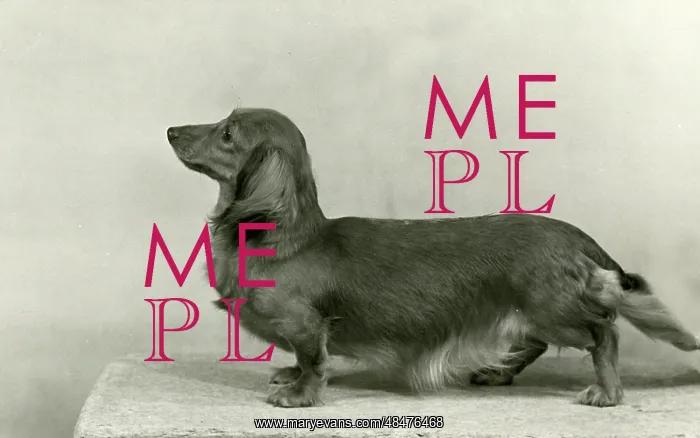  : FALL / DACHSHUND / LONG / 1953