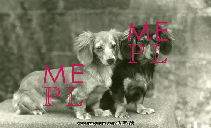 : FALL / DACHSHUND / LONG / 1954 : FALL / DACHSHUND / LONG / 1954