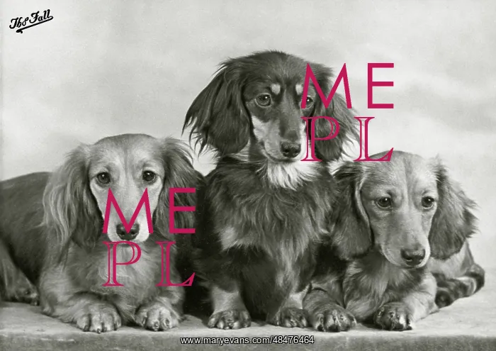 : Fall - Dachshund - Long - 1955 : Fall - Dachshund - Long - 1955