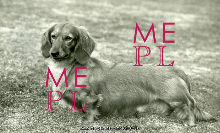  : FALL / DACHSHUND / LONG / 1959
