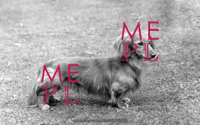  : FALL / DACHSHUND / LONG / 1961