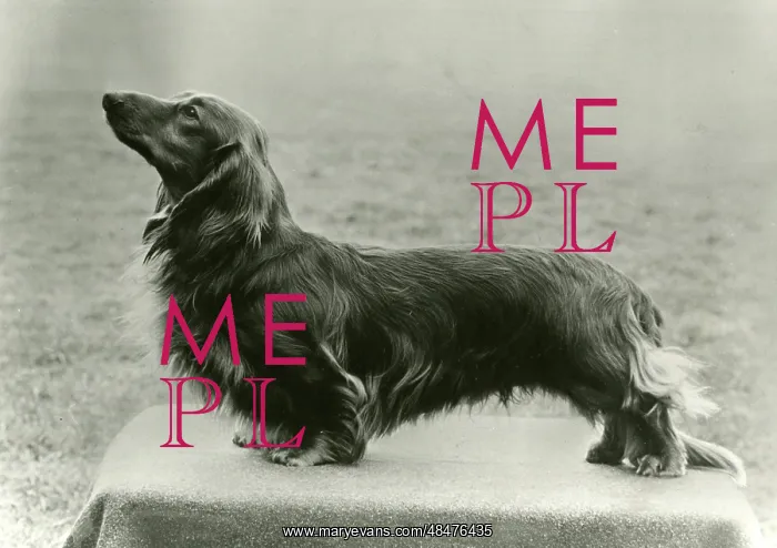  : FALL / DACHSHUND / LONG / 1972