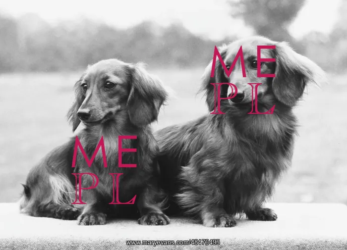 : FALL / DACHSHUND / LONG / 1975 : FALL / DACHSHUND / LONG / 1975