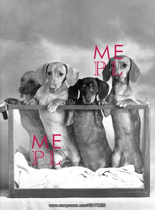 : FALL / DACHSHUND / MINI / 1952 : FALL / DACHSHUND / MINI / 1952
