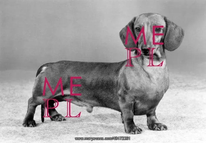 : FALL / DACHSHUND / MINI / 1982 : FALL / DACHSHUND / MINI / 1982