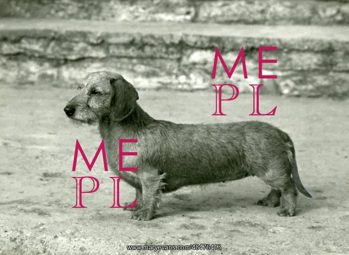 : FALL / DACHSHUND / WIRE / 1966 : FALL / DACHSHUND / WIRE / 1966