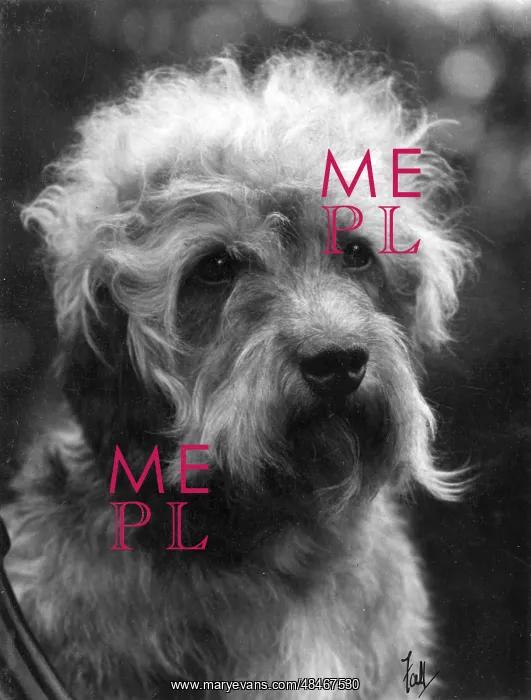 : FALL / DANDIE DINMONT / 1933 : FALL / DANDIE DINMONT / 1933