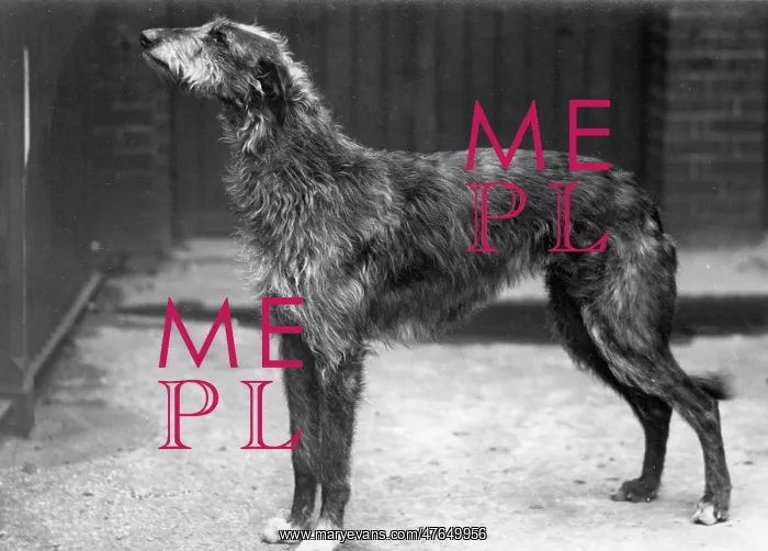 : Fall / Deerhound / Champion Aesthetic of Ross : Fall / Deerhound / Champion Aesthetic of Ross