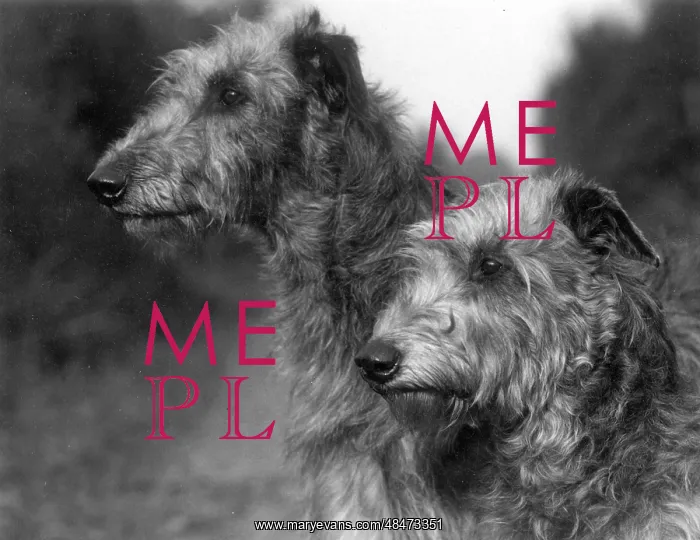 : FALL / DEERHOUND / CONNELL : FALL / DEERHOUND / CONNELL