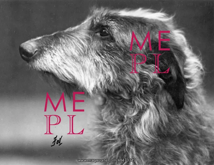 : FALL / DEERHOUND / ROSS : FALL / DEERHOUND / ROSS