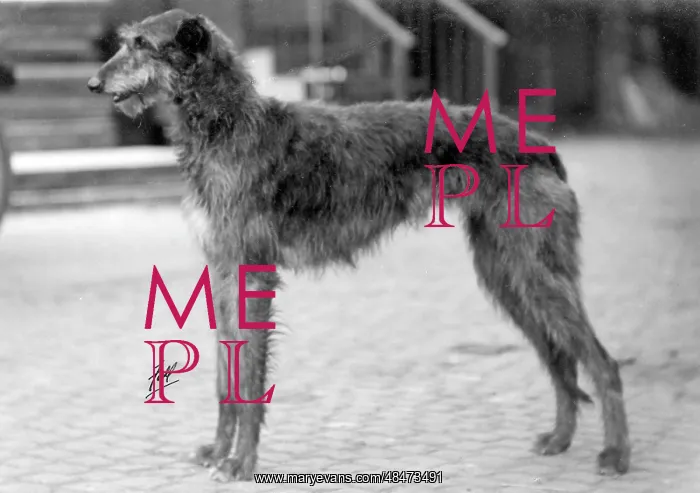 : FALL / DEERHOUND / ROSS : FALL / DEERHOUND / ROSS