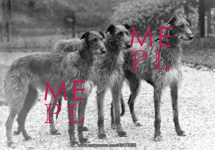  : FALL / DEERHOUND / ROTHERWD
