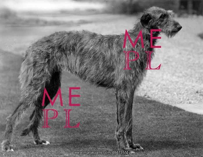  : FALL / DEERHOUND / ROTHERWD