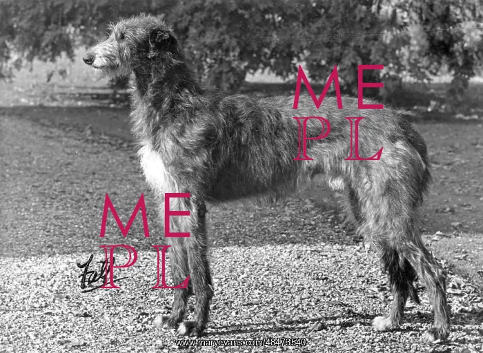  : FALL / DEERHOUND / ROTHERWD