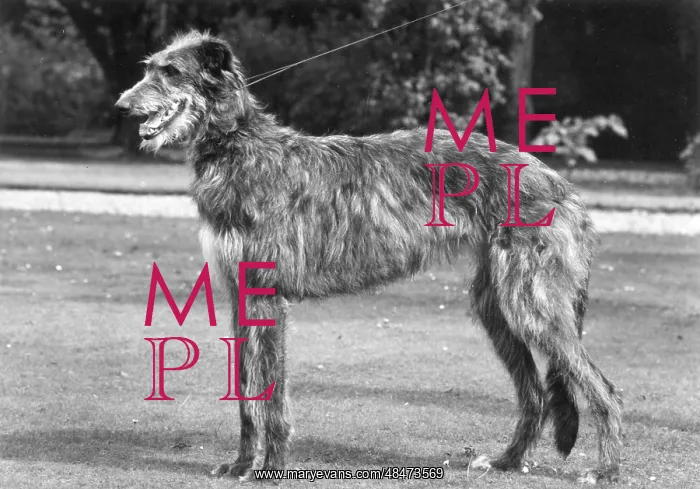  : FALL / DEERHOUND / ROTHERWD
