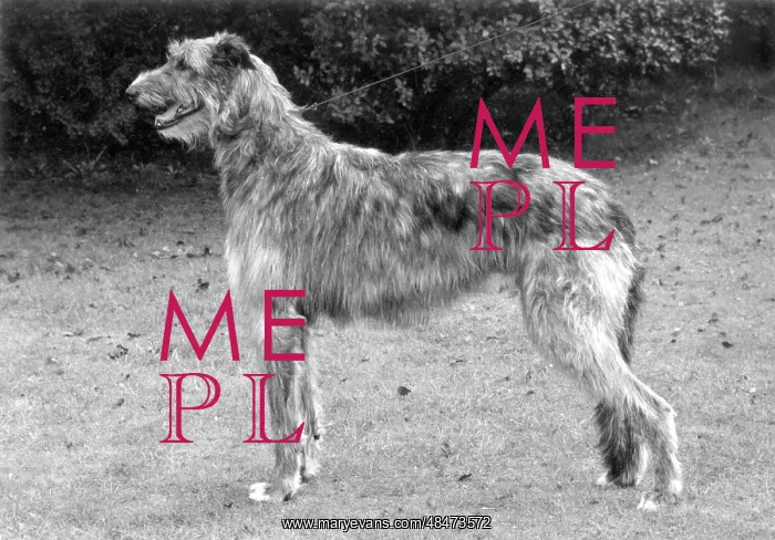  : FALL / DEERHOUND / ROTHERWD