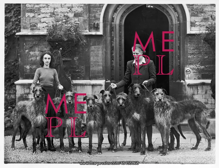 : FALL / DEERHOUNDS / 1950 : FALL / DEERHOUNDS / 1950