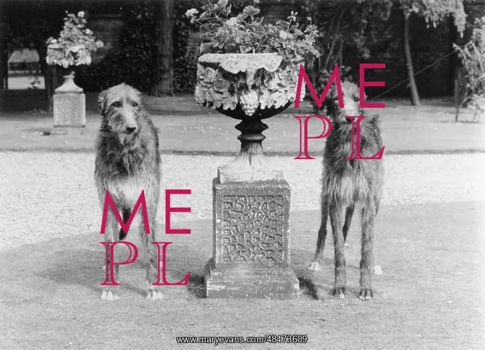 : FALL / DEERHOUNDS : FALL / DEERHOUNDS