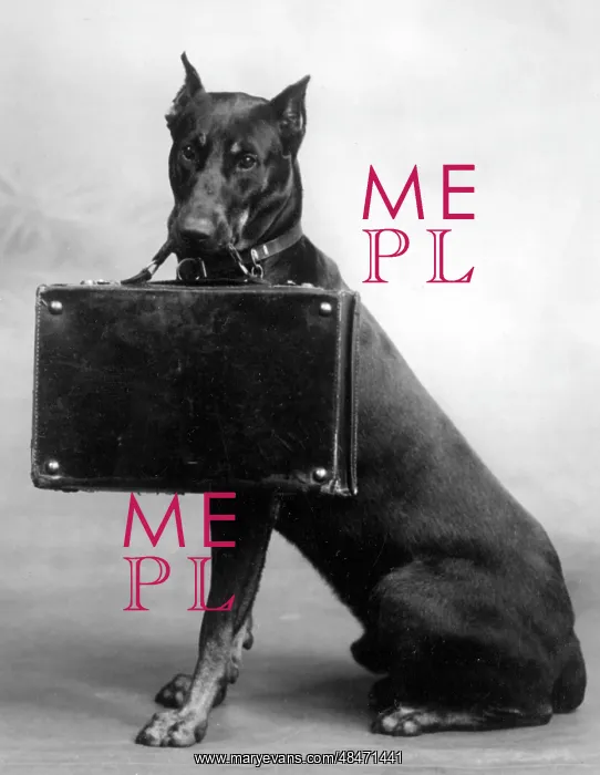 : FALL / DOBERMANN / 1940 : FALL / DOBERMANN / 1940