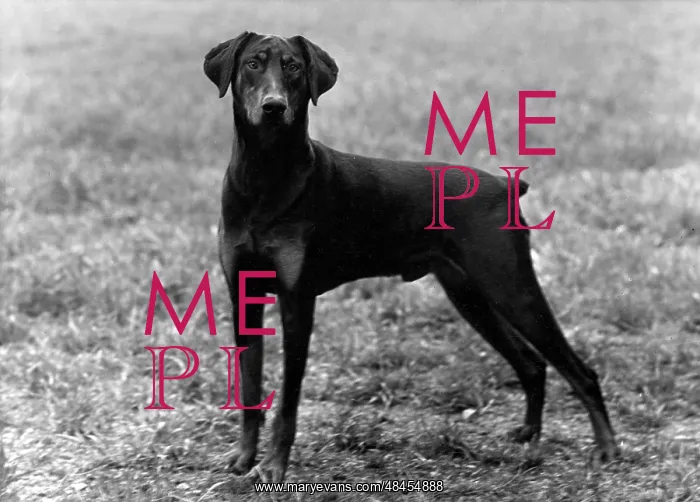 : FALL / DOBERMANN / 1952 : FALL / DOBERMANN / 1952