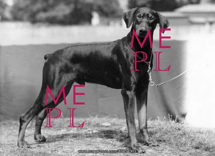  : FALL / DOBERMANN / 1953