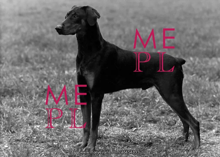 : FALL / DOBERMANN / 1954 : FALL / DOBERMANN / 1954