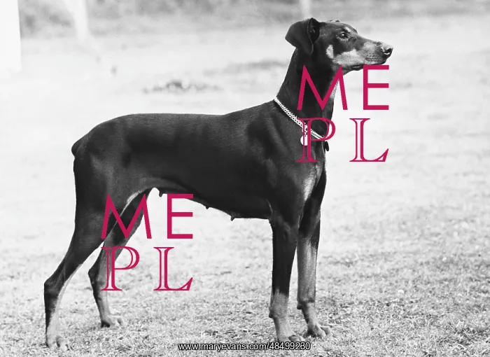  : FALL / DOBERMANN / 1955