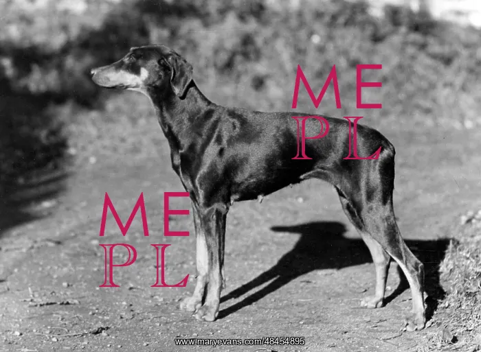  : FALL / DOBERMANN / 1956