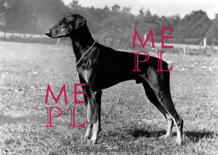  : FALL / DOBERMANN / 1975