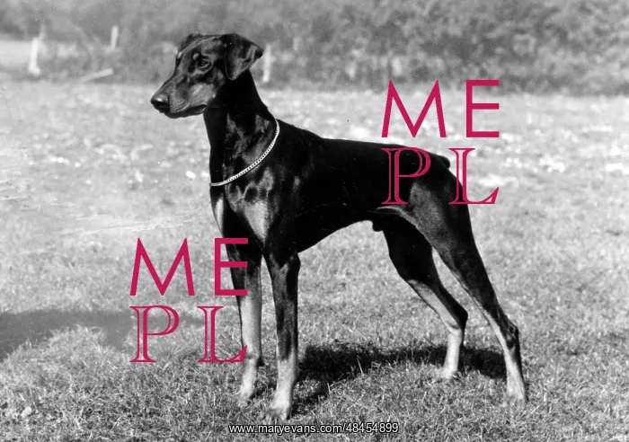  : FALL / DOBERMANN / 1975