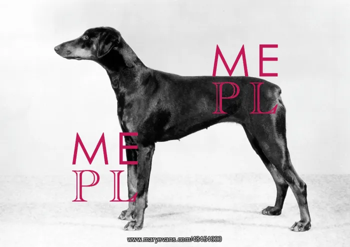  : FALL / DOBERMANN / 1982