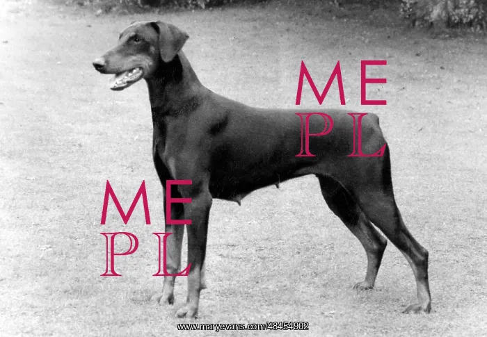 : FALL / DOBERMANN / 1983